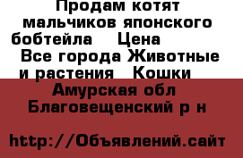 Продам котят мальчиков японского бобтейла. › Цена ­ 30 000 - Все города Животные и растения » Кошки   . Амурская обл.,Благовещенский р-н